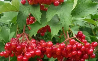 ШУКШИНСКАЯ