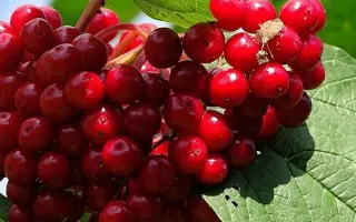 КРАСНАЯ ГРОЗДЬ