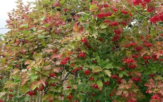 ВИГОРОВСКАЯ