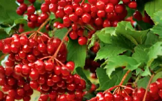 ГРАНАТОВЫЙ БРАСЛЕТ