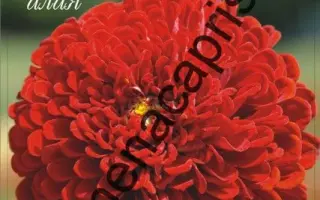 МИШУТКА АЛАЯ