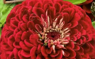 ВИШНЕВАЯ КОРОЛЕВА