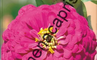 МИШУТКА ПУРПУРНАЯ