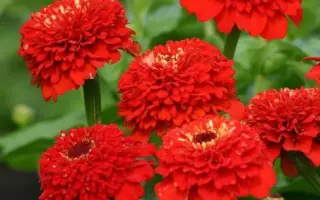 КРАСНАЯ ШАПОЧКА