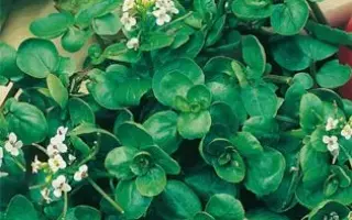 ГЖЕЛЬСКИЙ СЕМКО