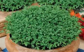 ТЁЩИН СЕКРЕТ