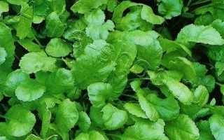 ОБИЛЬНОЛИСТНЫЙ