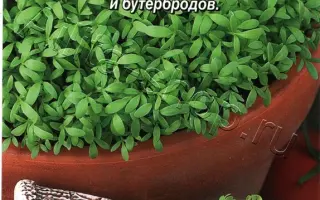 ВАНЬКА КУЧЕРЯВЫЙ