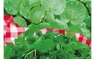 МЕЧТА ДЕРБЕНТА