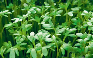 ВИТАМИННЫЙ