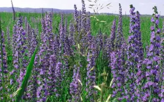 ГОРНОАЛТАЙСКИЙ 87