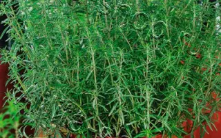 ГОРНЫЙ БАЛЬЗАМ