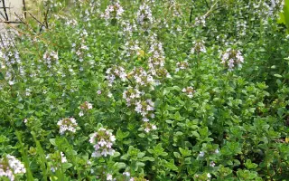 КРЫМРОЗОВЕЦ