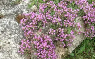 МЕДОВАЯ ПОЛЯНКА