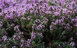 МЕДОВЫЙ АРОМАТ