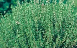 БОГОРОДСКИЙ СЕМКО