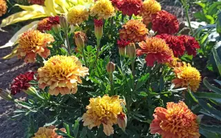 КЛУБНИЧНЫЙ БЛОНД