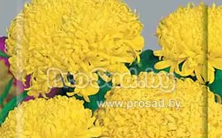 ЦИТРОНЕН ПРИНЦ