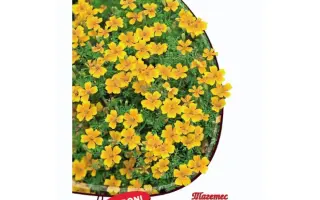 ГОЛДЕН ДЖЕМ