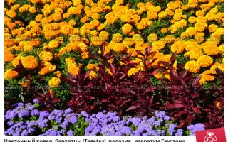 ОРАНЖЕВЫЙ КОВЕР