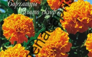 ЗЛАТО СКИФОВ