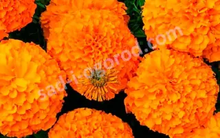 ОРАНЖЕВЫЕ ВОЛНЫ