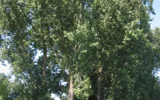 СТЕПНАЯ ЛАДА