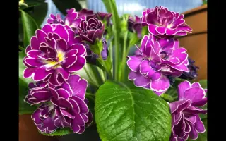 АПЕЛЬСИНКА