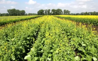 ЗОЛОТИСТАЯ