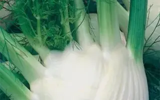 ЛУЖНИКОВСКИЙ СЕМКО