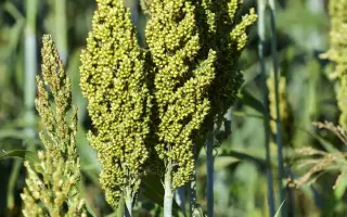 ГУЛЛИВЕРИЯ