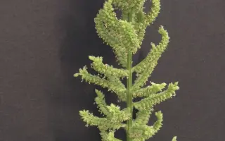 ПЕРСПЕКТИВА