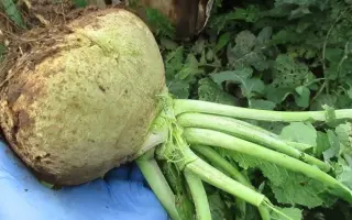 КРЕСТЬЯНКА