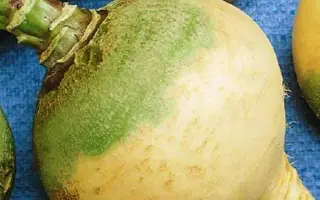 СВЕТЛАЯ МЕЧТА