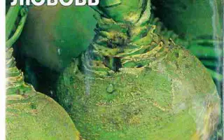 ДЕТСКАЯ ЛЮБОВЬ