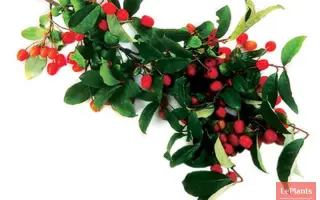 САХАЛИНСКИЙ ПЕРВЫЙ