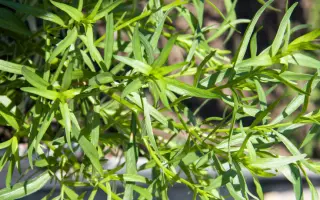 ГВОЗДИЧНЫЙ