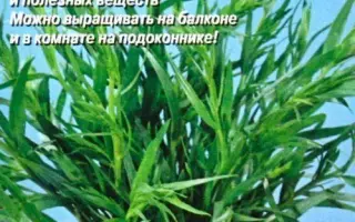 КОРОЛЬ ТРАВ