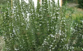 КРЫМСКИЙ ИЗУМРУД