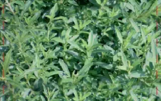 КОРСИКАНЕЦ