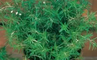 ФИЛЕВСКИЙ СЕМКО