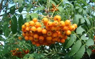 НЕВЕЖИНСКАЯ