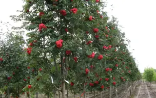 АЛАЯ КРУПНАЯ