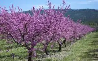 НИКИТСКИЙ 62