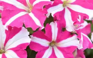 РОЗОВАЯ ПАНТЕРА