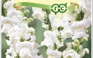 СНЕЖНЫЙ БАРС