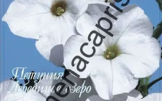 ЛЕБЕДИНОЕ ОЗЕРО