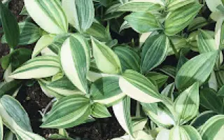 СЕВЕРНОЕ СИЯНИЕ