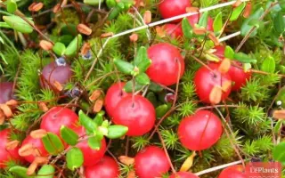 АЛАЯ ЗАПОВЕДНАЯ