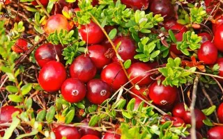 КРАСА СЕВЕРА